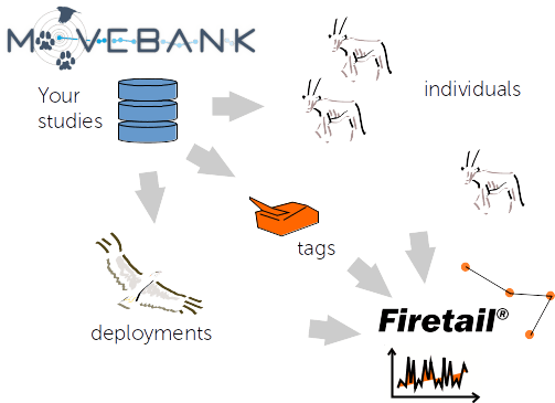 Diagram: studies, individuals, tags and deployments from Movebank flow into Firetail