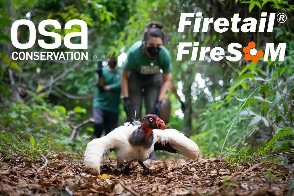 OSA conservation - Firetail - King vulture analysis